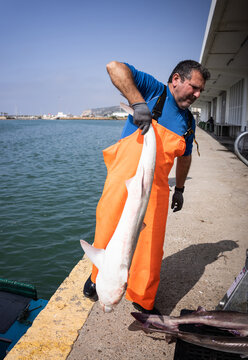 Fisherman lifts his catch of dog fish