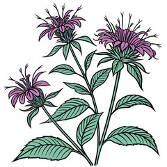 Fototapeta premium bee balm vector