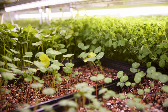 Fresh greens growing in trays in a microgreens indoor garden facility