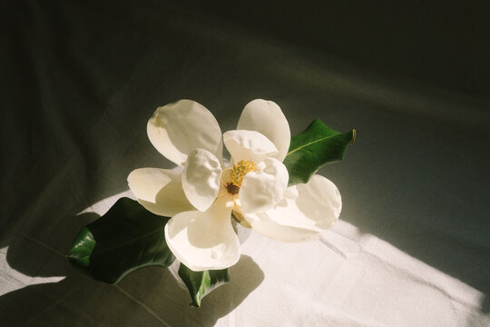 Southern Magnolia Spring Flower Bloom