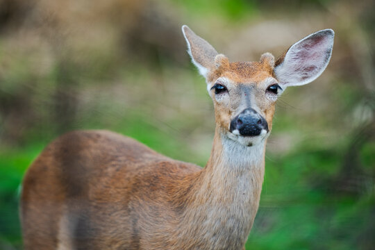White-tailed deer watching in everglades national park