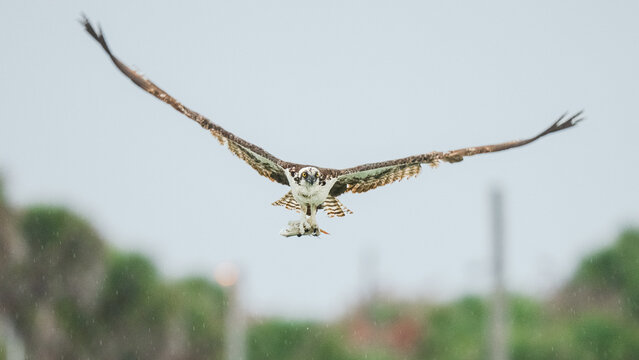 Osprey flying with fish caught in claws