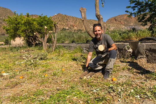 Gardener pruning overgrown orange trees in an agricultural garden