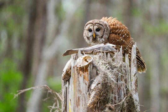 Barred owl perched on a stump with fish in everglades