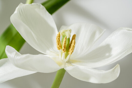 White tulip