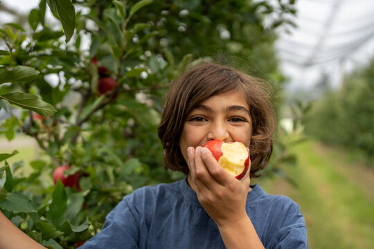 Child enjoying freshly picked apple in the orchard.