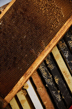 Beehive frames showing honeycomb and wax in a hive setup