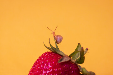 Fresh strawberry on a yellow background. Little snail is on the green leaf of a strawberry. © Kate