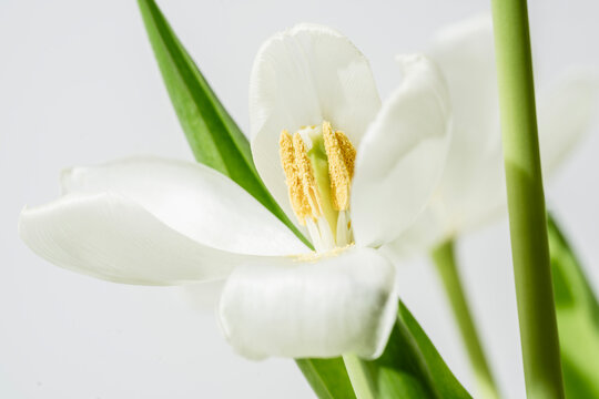 White tulip