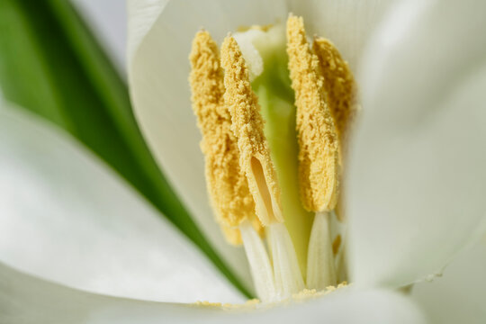 White tulip