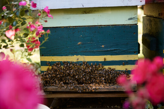Bees buzzing around a beehive in a garden during sunny weather