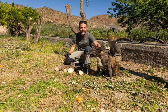 Man pruning orchard trees with dog companion