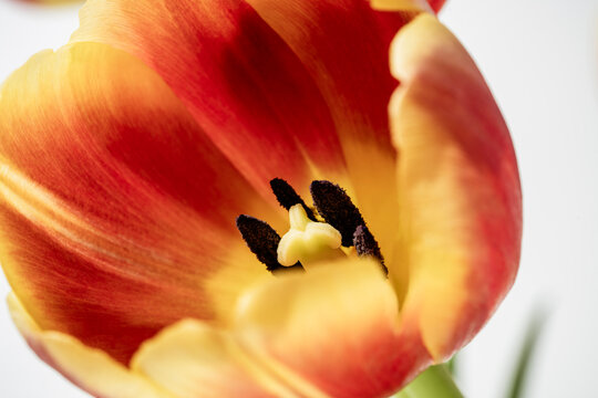 Red and yellow tulips