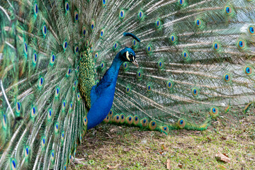 Peacock feather pattern, bright green - blue bird tail texture © artemstepanov