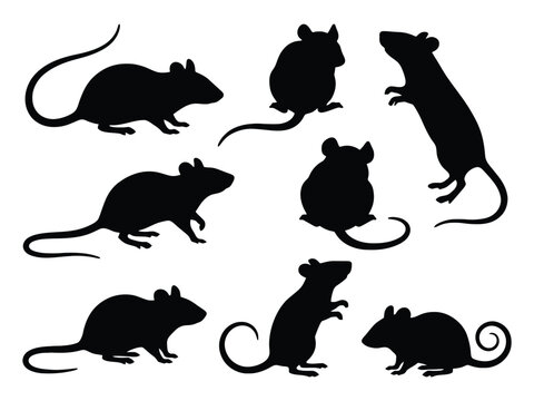 various mouse silhouettes in different poses silhouette rodent animal wildlife black white background vector graphic illustration rat mammal nature pest creatures shapes