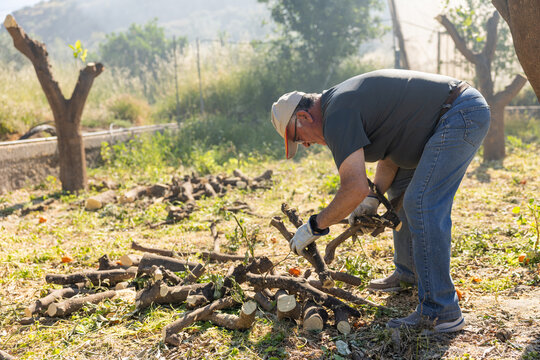Senior man collecting firewood branches after pruning orchard