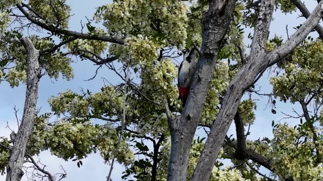 A beautiful Syrian Woodpecker climbing up a blooming black locust tree with white flowers, pecking the bark under a clear blue sky. Perfect for nature and wildlife themes.