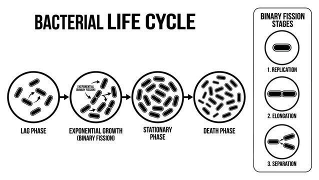 Bacteria Life Cycle Flat Vector Scientific Illustration_26
