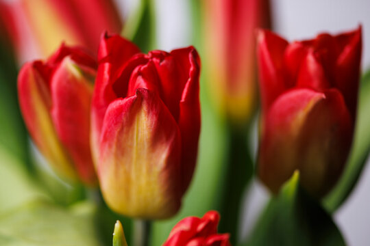 Tulip