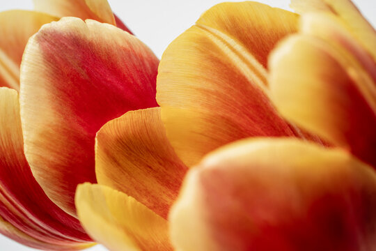Red and yellow tulips