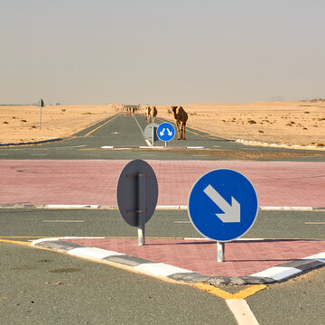 Camels walk abandoned road project in UAE desert