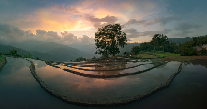 Lone Tree on Terraces Sunset