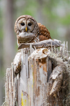 Barred owl resting on tree stump in wetland