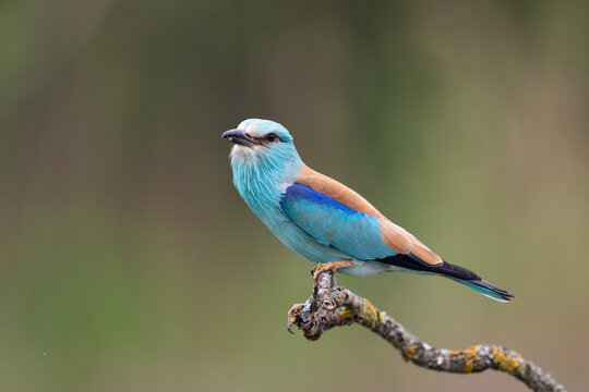 European Roller Portrait  