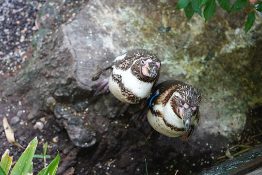 Two Humboldt penguins standing together in a natural rocky habitat at the zoo