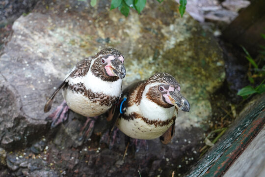Two Humboldt penguins standing together in a natural rocky habitat at the zoo