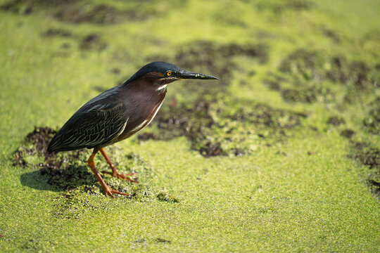 Green heron standing on duckweed in everglades swamp