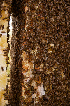 Bees cluster on honeycomb in a rural area during warm weather