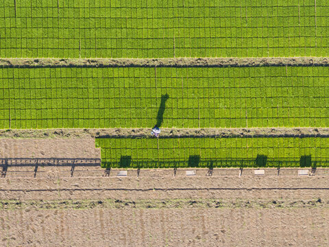Aerial View of Rice Seedling Nursery with Farm Worker