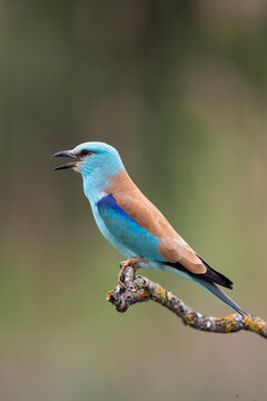 European Roller With Open Beak, Vertical Portrait  