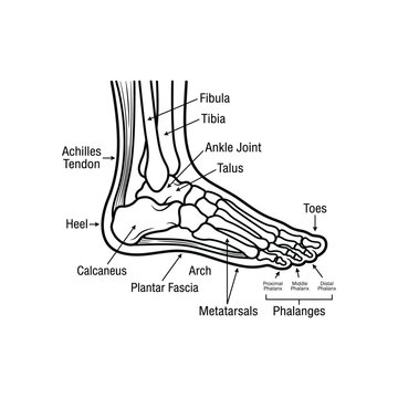 Human Foot Bone Anatomy Diagram