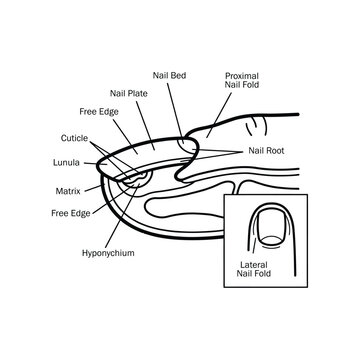Human Fingernail Anatomy Structure Diagram