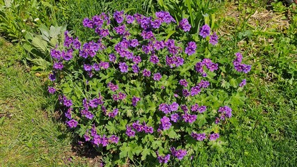 Obraz premium Sweden. Geranium × magnificum, the purple cranesbill, is a species of hardy flowering herbaceous perennial plant in the genus Geranium, family Geraniaceae. 