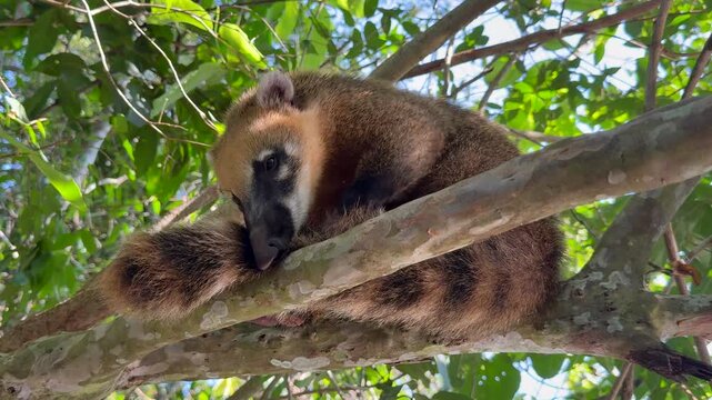 Close-up of South American coati grooming and cleaning its tail while resting on a tree branch in rainforest of Iguazu National Park, Argentina, Natural wildlife behavior in South America