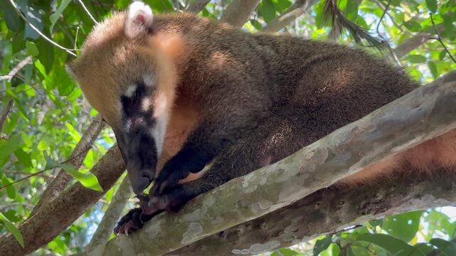 Close-up of South American coati (Nasua nasua) sitting on tree branch and grooming paw in tropical forest near Iguazu Falls, Argentina, Natural wildlife behavior in South America
