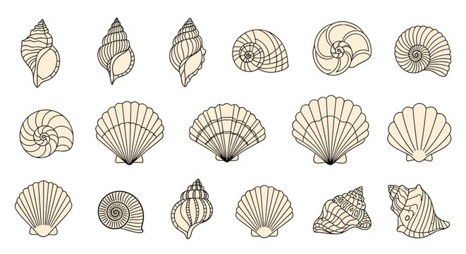 Variety of various seashells in different shapes and sizes including spiral shells and scallops in a detailed line art style.