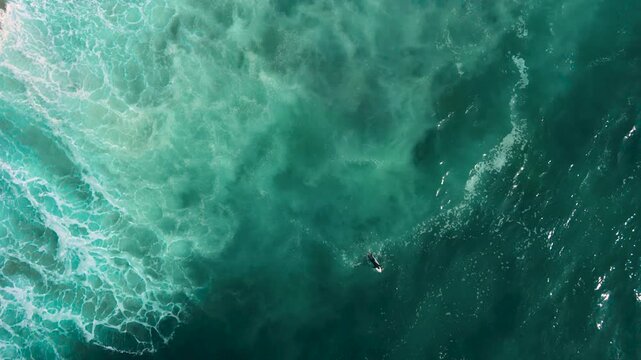 Aerial drone view of surfers, surfing paddling, duck diving, with beautiful blue collars and glass sea