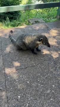 South American Coati (Nasua nasua) sitting on a stone pavement in a tropical park. Close-up portrait of a wild animal looking for food near a green forest background