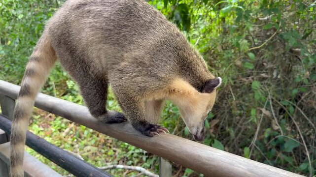 Close-up view of a South American coati walking along a wooden railing toward the camera in Iguazu National Park, Argentina, Curious wild animal in a subtropical rainforest environment