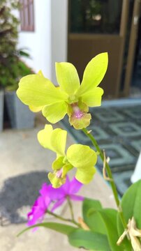 Close up vertical shot of bright yellow dendrobium orchid flower blooming in backyard garden