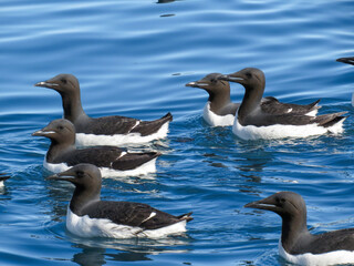 Fototapeta premium Brunnich's Guillemots