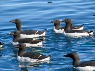 Fototapeta premium Brunnich's Guillemots