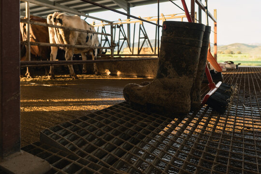 Dirty boots and broom in dairy farm barn