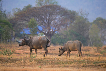 Fototapeta premium Two asian water buffaloes walk through a dry grassy field with a large tree in the background.