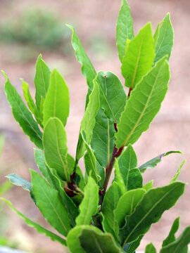 Branch of laurel bush (Laurus nobilis) with leaves