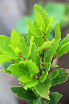 Branch of laurel bush (Laurus nobilis) with leaves